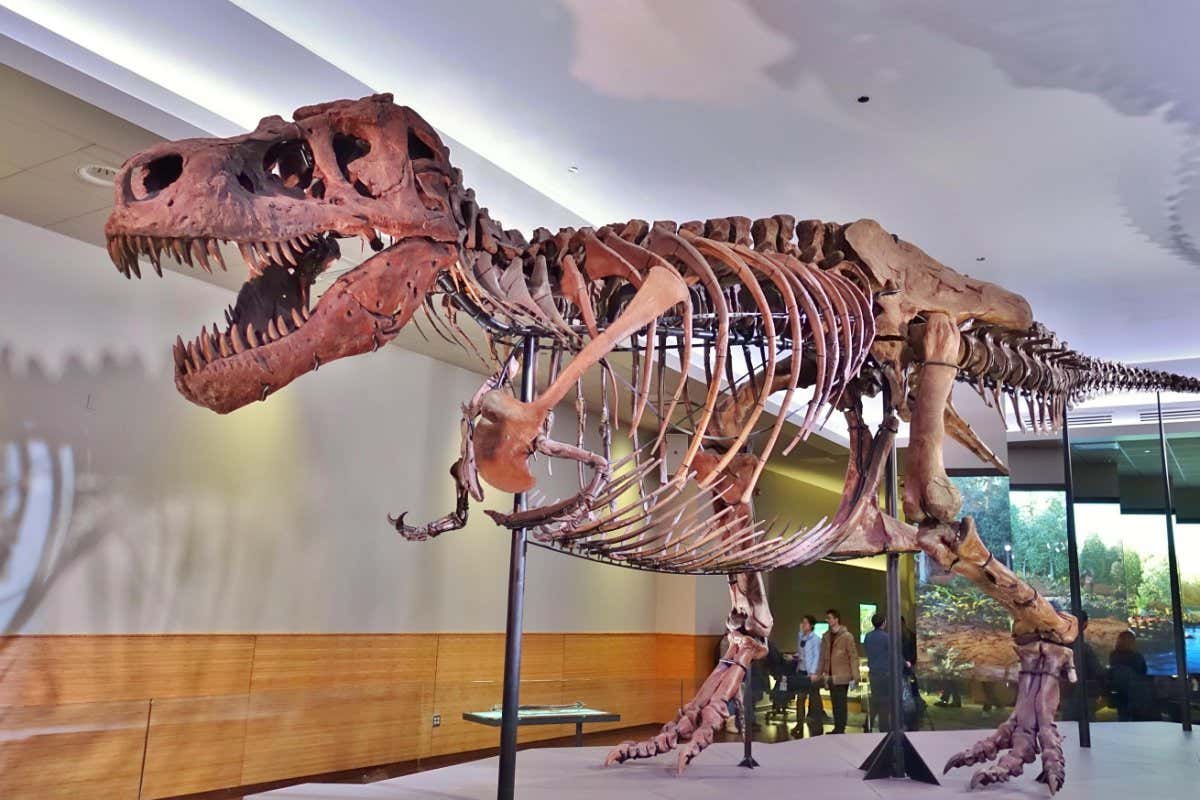 View of the Field Museum of Natural History (FMNH), a large natural history museum containing the skeleton of the Tyrannosaur